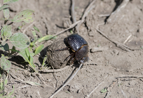 Dung Beetle (Scarabaeoidea) Rolling Dung in a Field in Northern Tanzania