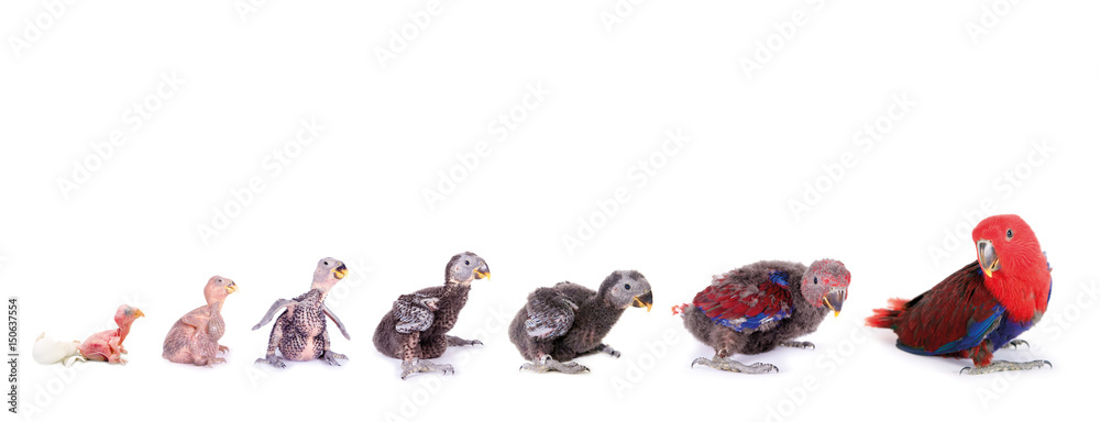 Fototapeta premium Eklektyczne pisklęta papug od wyklucia do dorosłości