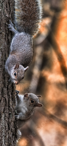 Fototapeta Naklejka Na Ścianę i Meble -  Squirrel