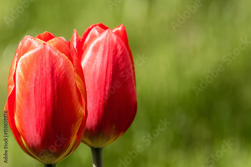 Tulips in the garden