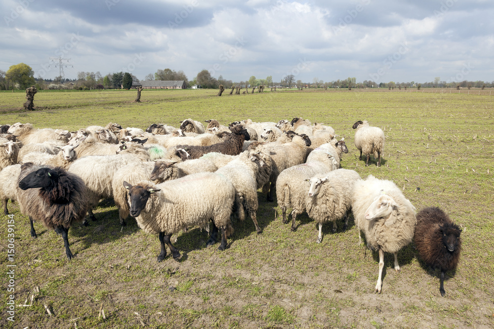 flock of sheep in dutch meadow near woudenberg in the province of utrecht flock of sheep in dutch meadow near woudenberg in the province of utrecht