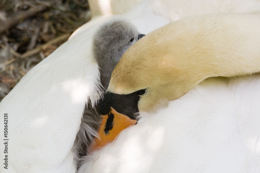 Obraz premium Mute swan (Cygnus olor) cygnet on pen. Young chick nestled in feathers on back of mother on nest