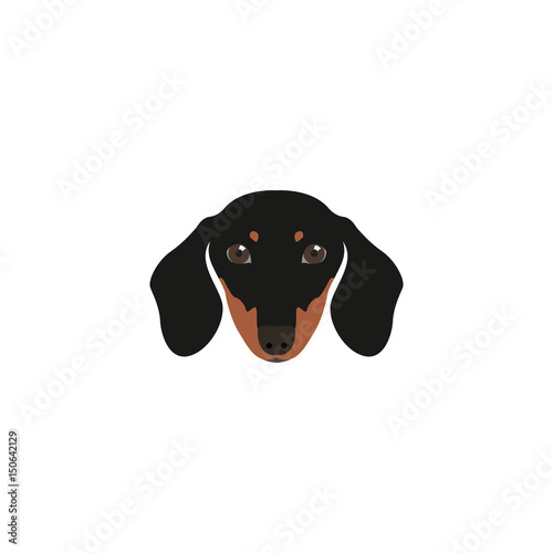 Head Dachshund Dog.