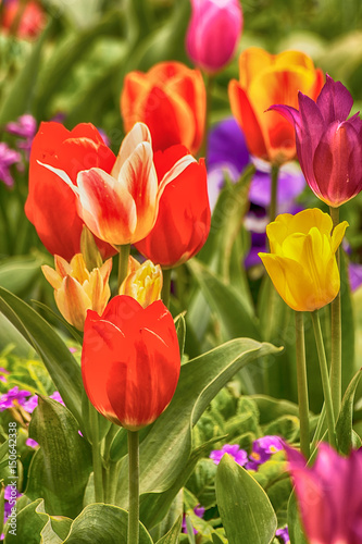 Tulips in the garden