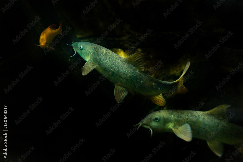 Fototapeta premium Barbel