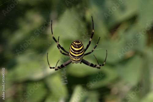 Spider on spiderweb