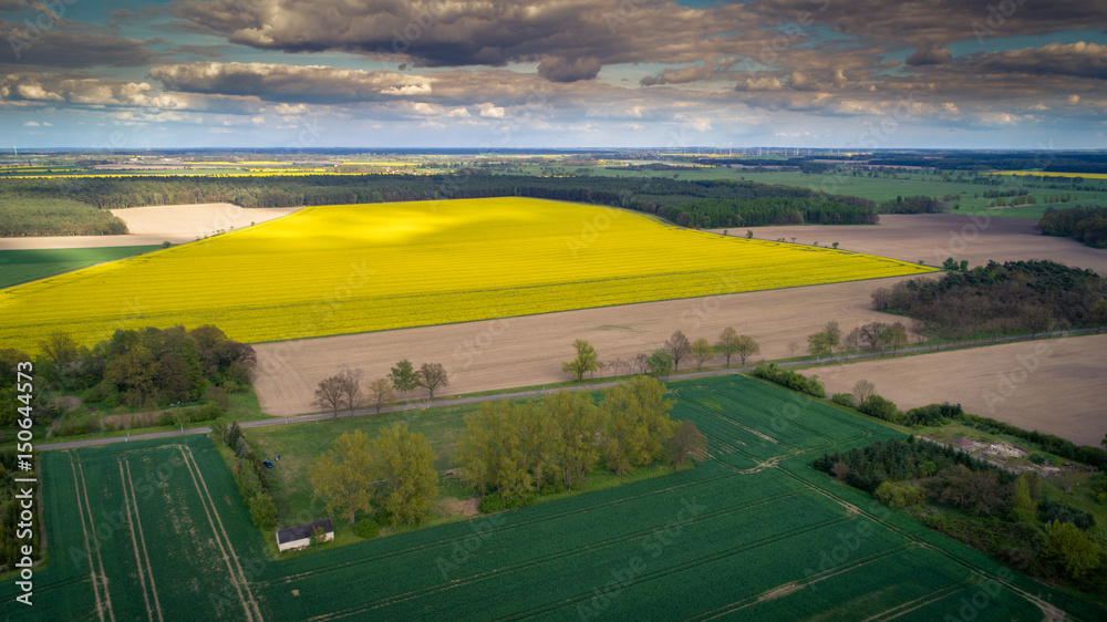 Obraz premium Rapsfeld 1