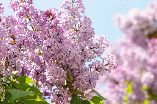 Branch of lilac flowers with the leaves  floral background. Branch with spring lilac flowers