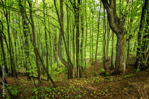 Forest trees in Carpathians mountains in Ukraine