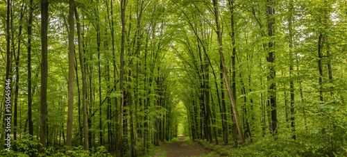 Forest trees in Carpathians mountains in Ukraine