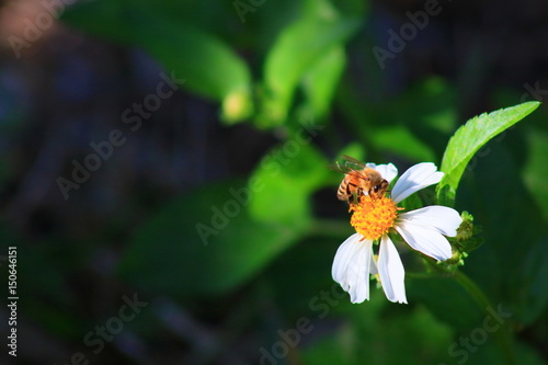 Honey bee © FapPhotography