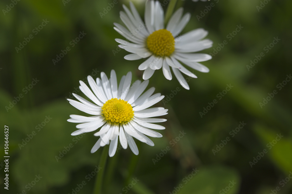 Bright white flowers on a blurred green background. Bright white flowers on a blurred green background.