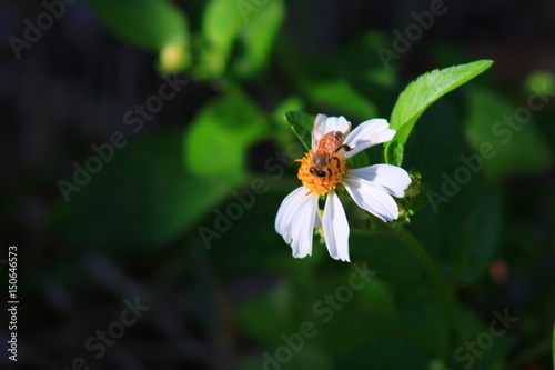 Honey bee © FapPhotography