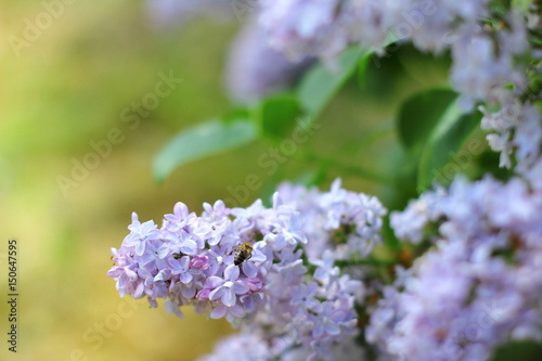 Flowering lilac in the city Park