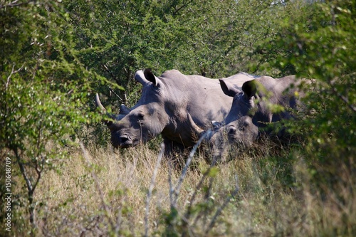Rhinos in Bush