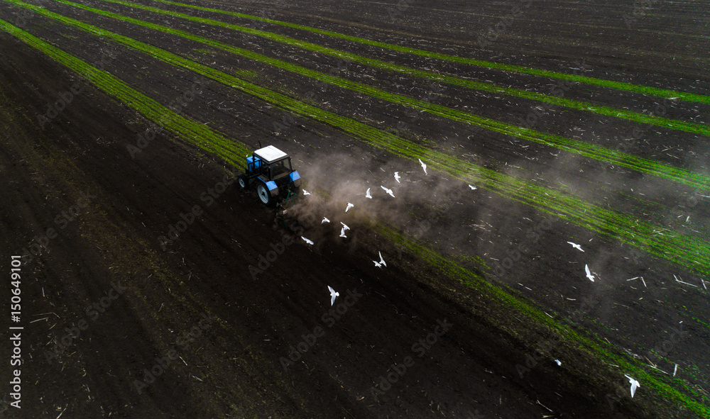 The blue tractor plows the field against the backdrop of the black earth, and behind it birds fly and collect food. Aeril view. Agricultural machinery works in the field of spring planting. Plowing