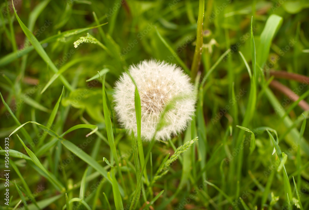 Close-up photo of ripe dandelion Close-up photo of ripe dandelion