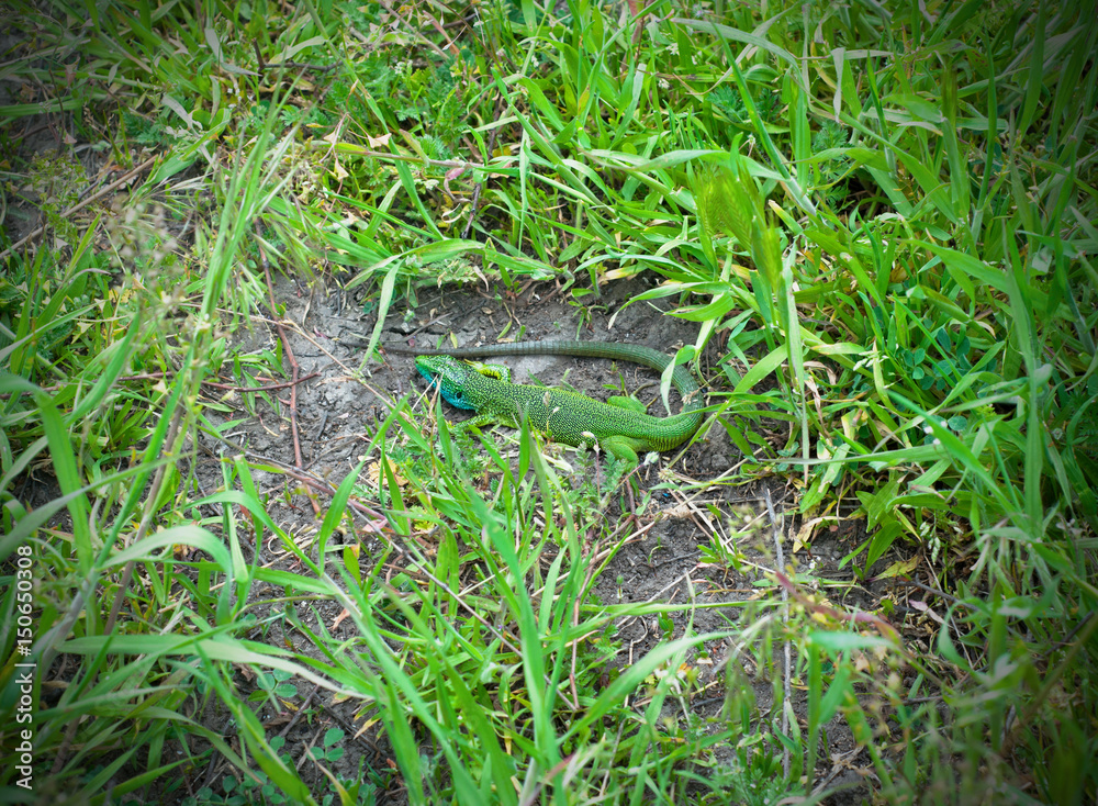 Obraz premium Colorful lizard in the grass.
