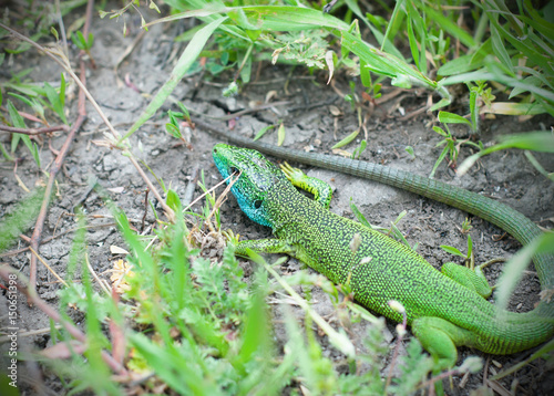 Colorful lizard in the grass.