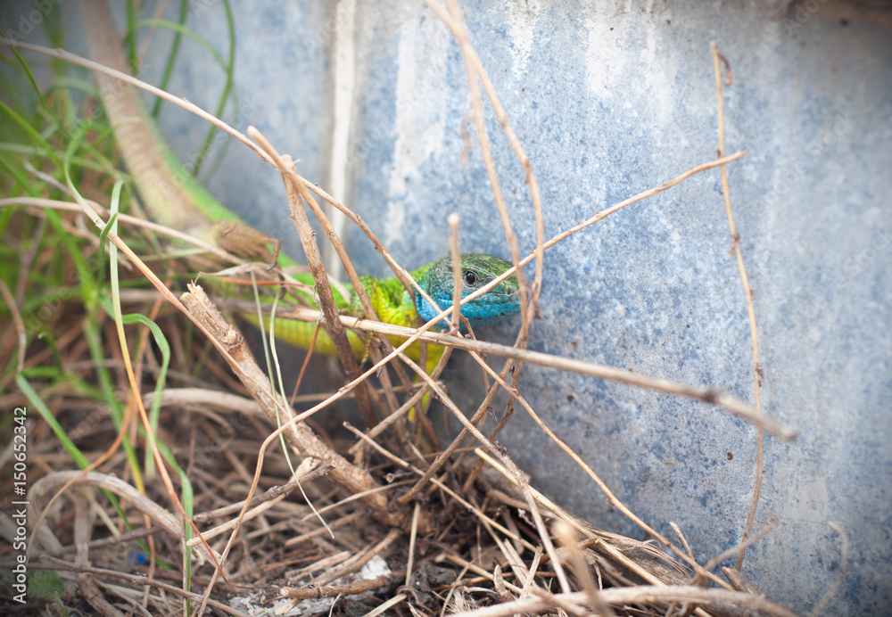 Colorful lizard gets scared in the bush Colorful lizard gets scared in the bush