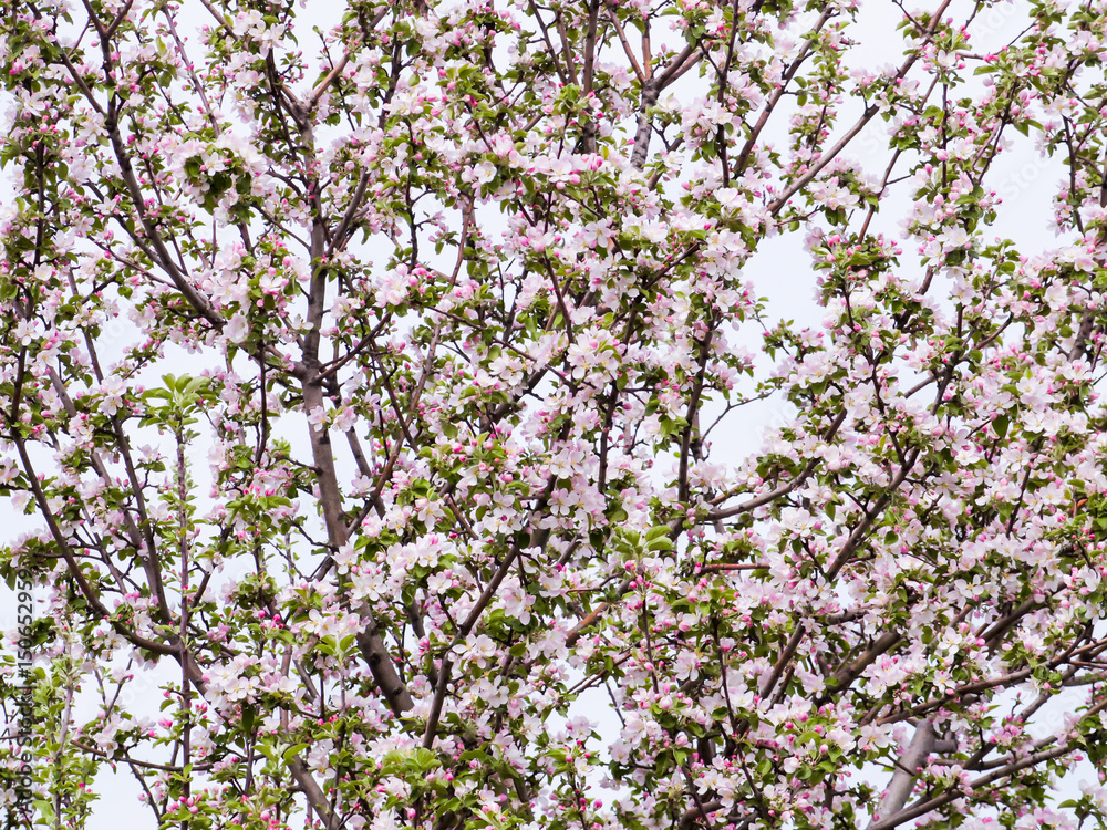 Fototapeta premium Pink flowers and buds of an Apple tree. Flowering gardens in may.