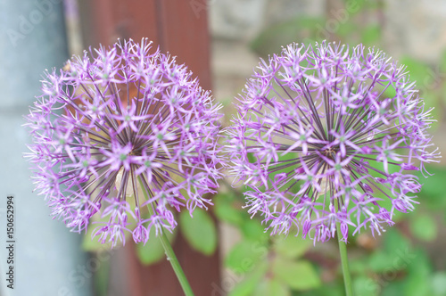 Quadro em tela Two beautiful Allium flowers