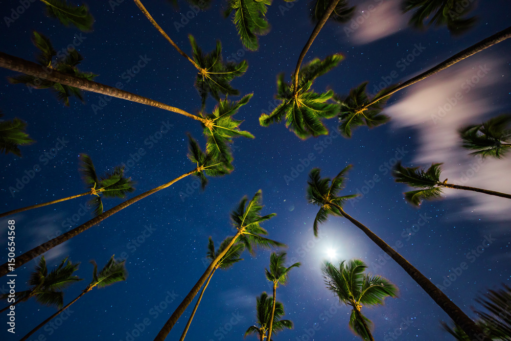 Obraz premium Coconut palm trees perspective view at night