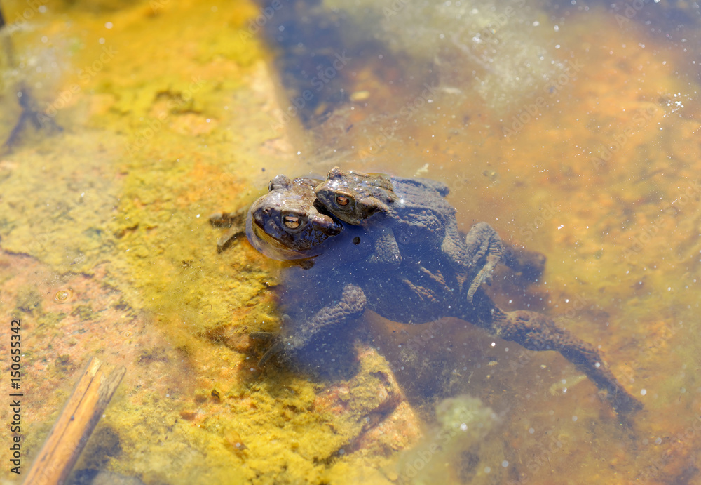 Two toad are mating in the pond sitting on top of each other Two toad are mating in the pond sitting on top of each other