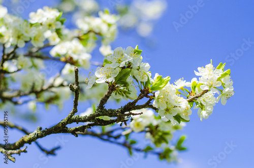 Plum tree blooms in the spring