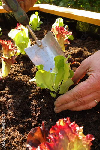 frische Salatpflanzen werden in ein Beet gepflanzt
