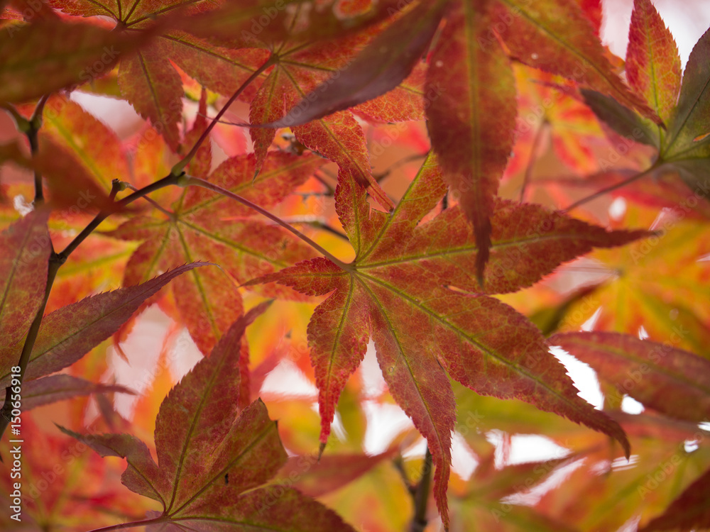 Red Japanese Maple Leaves Red Japanese Maple Leaves