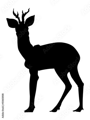 roe deer