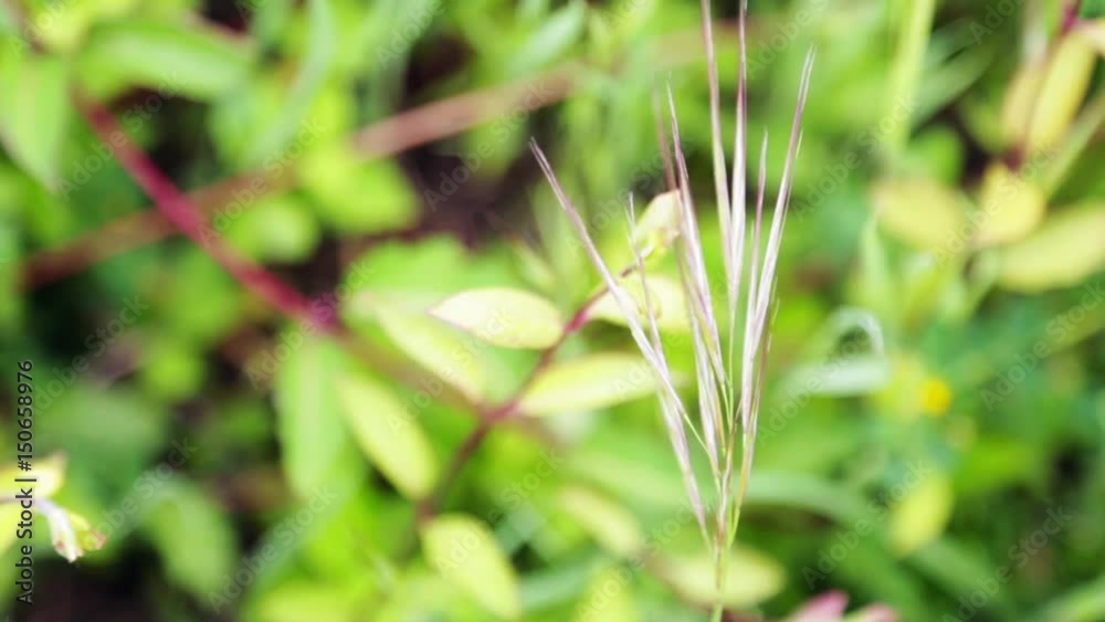 Leaves and grass in the wind. green background 1080p Leaves and grass in the wind. green background 1080p