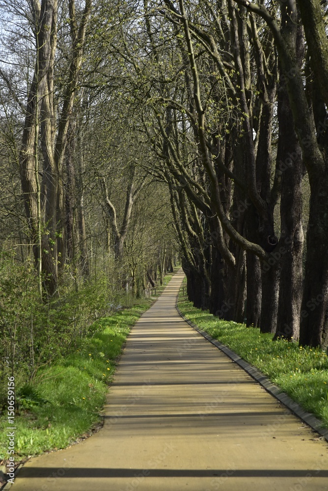 Nouvelle allée le long de vieux chênes centenaires au long du parc royal de Laeken au nord de Bruxelles Capitale Nouvelle allée le long de vieux chênes centenaires au long du parc royal de Laeken au nord de Bruxelles Capitale