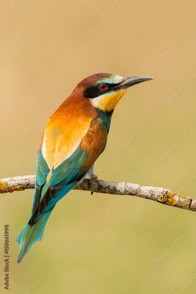 Obraz premium Small bird perched on a branch