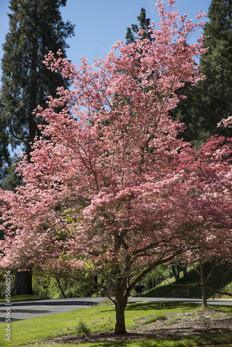 Pink Dogwood tree