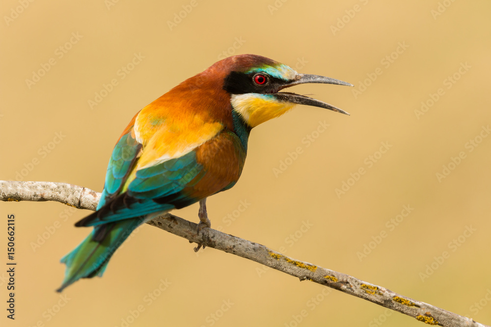 Obraz premium Small bird perched on a branch