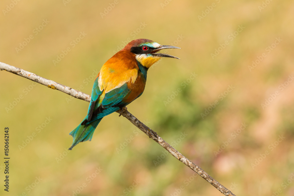 Small bird perched on a branch