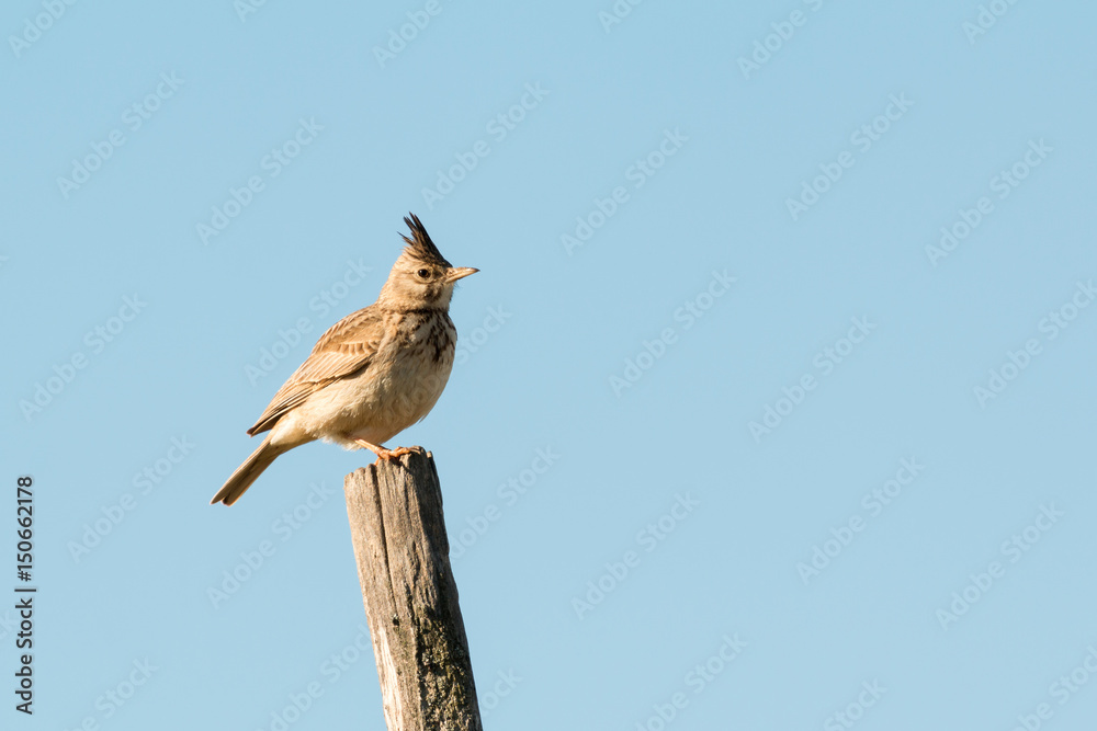 Fototapeta premium Beautiful bird on a stick