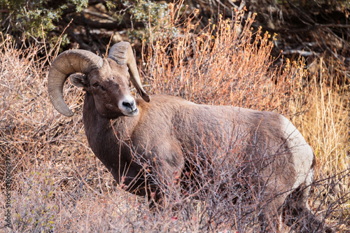 Colorado Rocky Mountain Bighorn Sheep