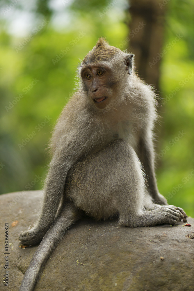 Adult monkey sits on the stone in the forest