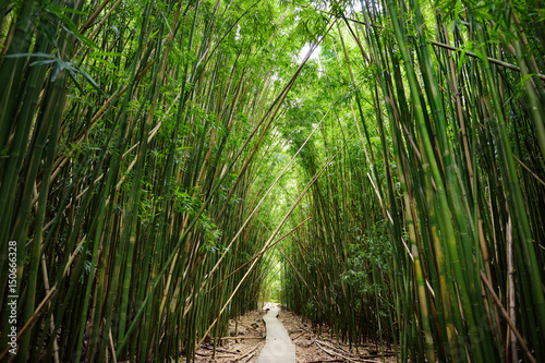 Wooden path through dense bamboo forest, leading to famous Waimoku Falls. Popular Pipiwai trail in Haleakala National Park on Maui, Hawaii.