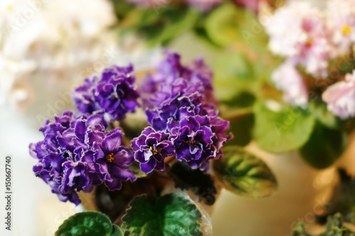 Beautiful flowers in shop on blurred background