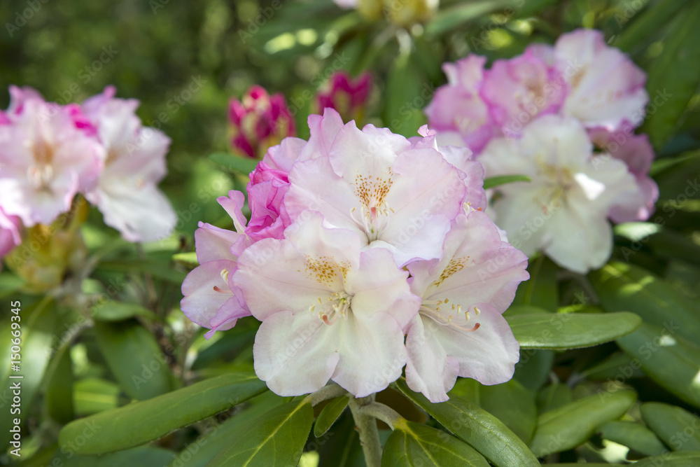 Pink and White Rhododendron Pink and White Rhododendron