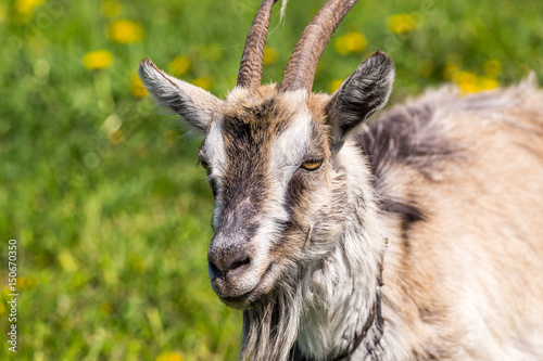 Portrait of a domestic goat at the spring meadow. Authentic farm series. 
