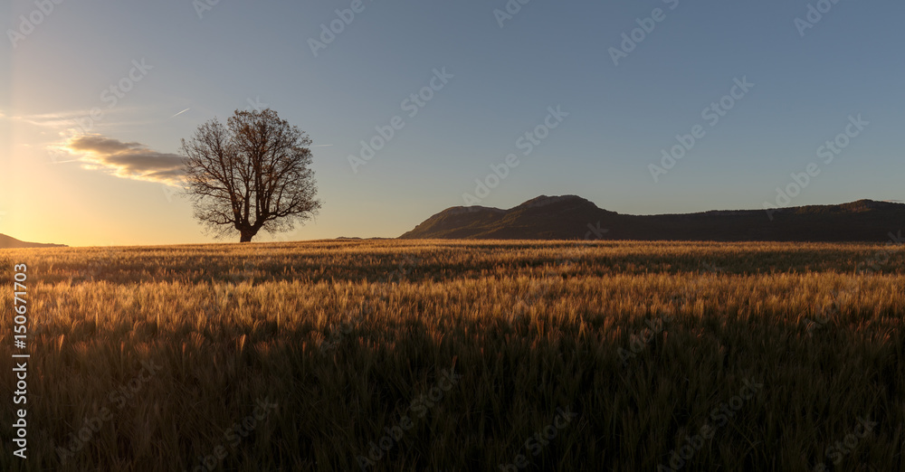 Fototapeta premium Green barley field ans a lonely oak at sunrise