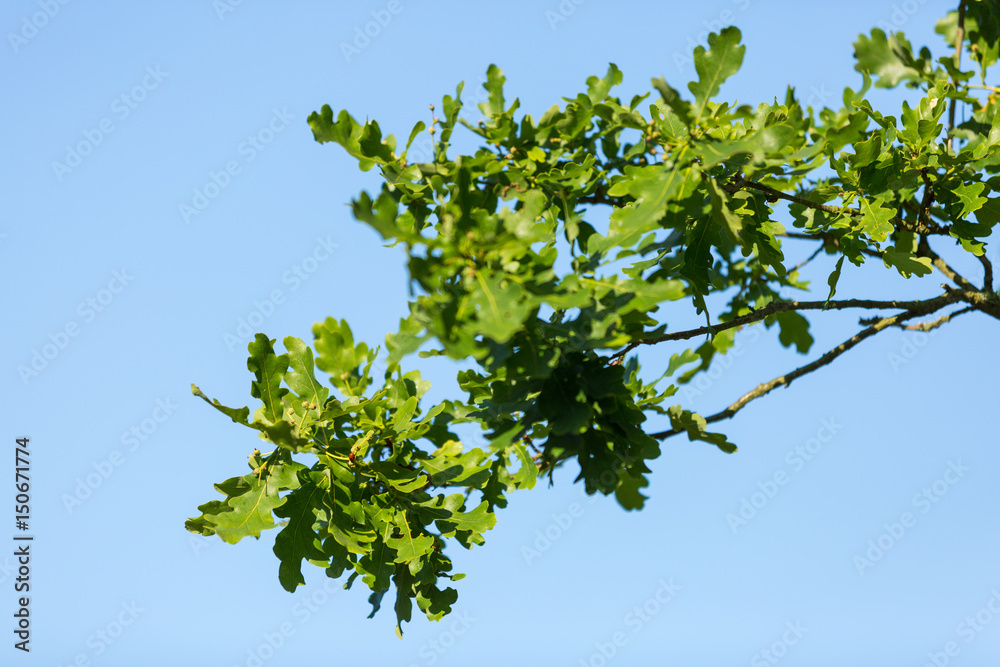 Fototapeta premium Oak leaves blue background