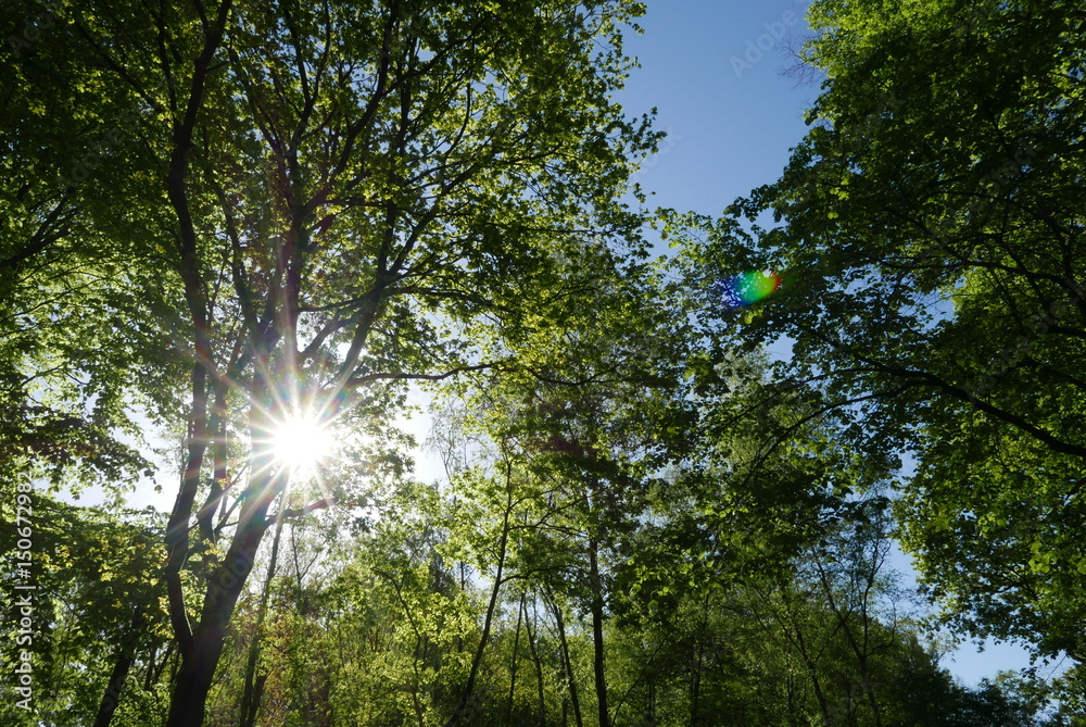 Trees in the morning sun in Antwerp Trees in the morning sun in Antwerp