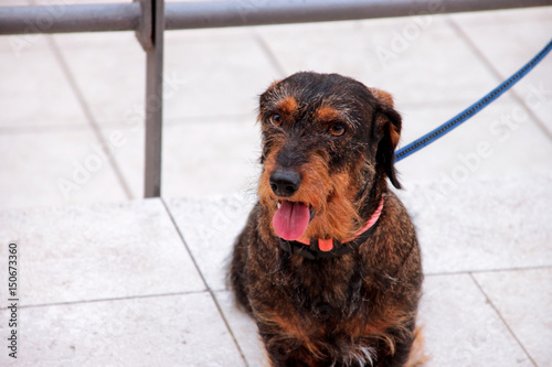 Terrier dogs. Dog is outdoor on the street. The portrait of cute funny Terrier dogs dog in the city. © zoranlino