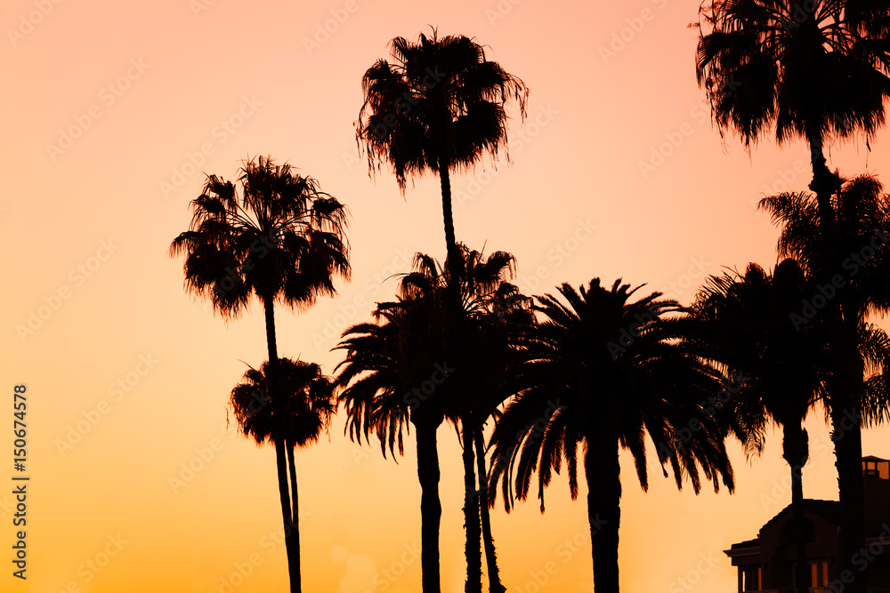 Silhouettes of palm trees on beach at sunset